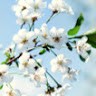 Yến Trần Thị Hải