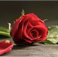kheloud bazer bechi