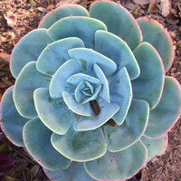 Mariluce Vilela Fontoura