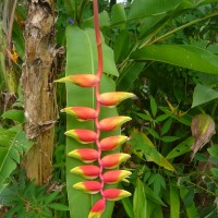 Caridad Malebranche