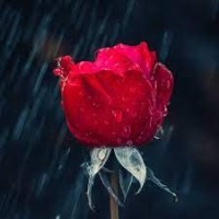 Usman Khan
