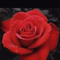 Abdul Waheed