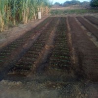 Roman Antonio Briceño Rodriguez