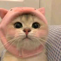 赵心怡