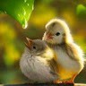 Farhad Islam