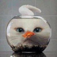 胡鑫淼
