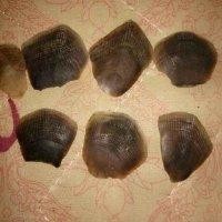 廖树玉