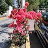 Lopez Torres Rocio