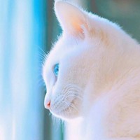 赵雅迪