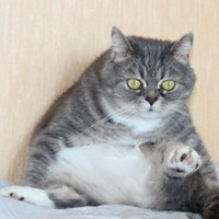 Дмитрий Тимофеев