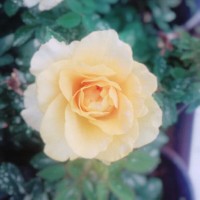 聂春梅