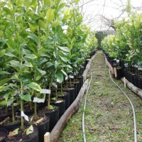 Biocitricos del Norte. Jardinería Verdeamor