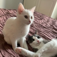 Diego And Donna Dior