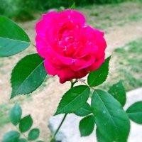杨华荣