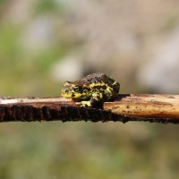 Jaime Rojas Benavides