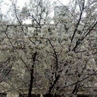 张根杰