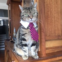 Suki Le Cat