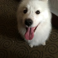 Andy luo