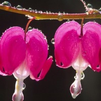 刘会芳
