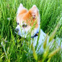 Billy Search
