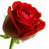 سيد حميدرضا ايران