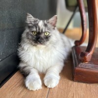 Marshall Chan