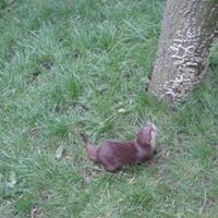 Meindert Otter