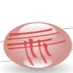 Tridha Infosolutions and Resources Pvt Ltd Rohan