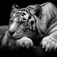 Haroon Sher