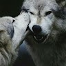 wolf Blood