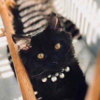 Maya Simba