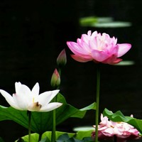 高秀军