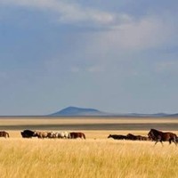 Chintsogt Tumurtogoo