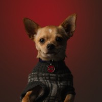 Cão Tino