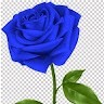 Tauseef Shah