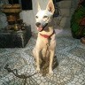 Pooja Babu
