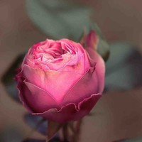 Roua Ahmad Abdalghani