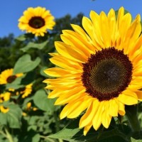 Marielle van den Berg