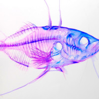 jose carlos de sousa