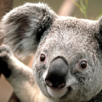 J. Antonio Escalante