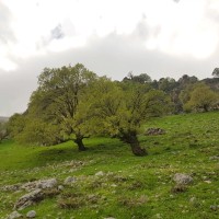 Soheyla Khademi