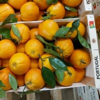 Procitrus Produção e Comercio de Fruta