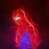 jose luis castro limon