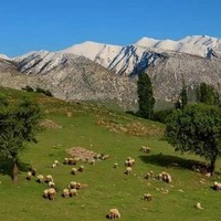 Fikret Karabulut