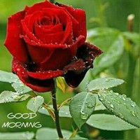 Vikash Kumar