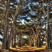 Suraj Timber