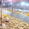 Firdaus Broiler