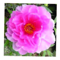 CECILIA HERR, CKD, CLIPP