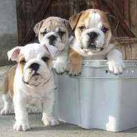Debra Fisher