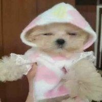 李肖恩